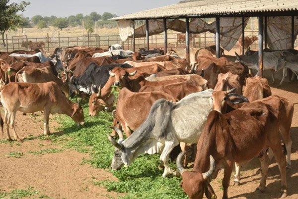 Cow Seva